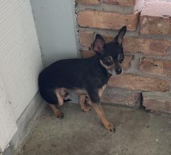 Reunited Male Dog last seen Houston, TX 77062, USA, Houston, TX 77062