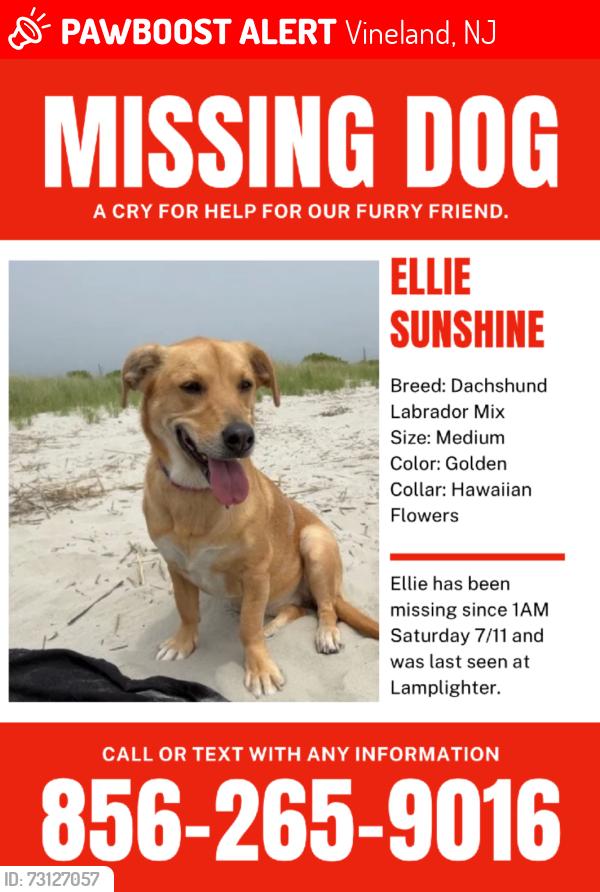 Lost Female Dog last seen Weymouth and Arbor Ave, Vineland, NJ 08360