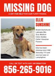 Lost Female Dog last seen Weymouth and Arbor Ave, Vineland, NJ 08360