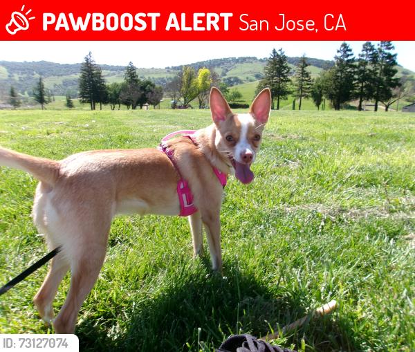 Lost Female Dog last seen Mt Madonna dr & Mt Kenya drive, San Jose, CA 95127