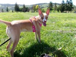 Lost Female Dog last seen Mt Madonna dr & Mt Kenya drive, San Jose, CA 95127