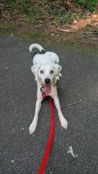 Reunited Male Dog last seen Near Landstown Centre Wy, Virginia Beach, VA 23456, USA, Virginia Beach, VA 23456