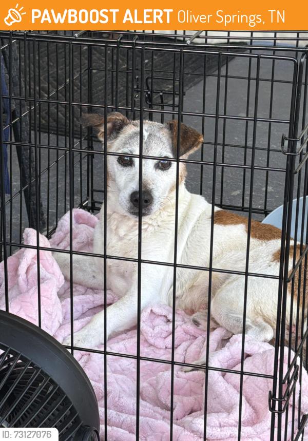 Found/Stray Male Dog last seen Oliver springs tn, Oliver Springs, TN 37840