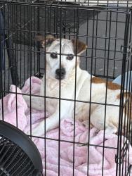 Found/Stray Male Dog last seen Oliver springs tn, Oliver Springs, TN 37840