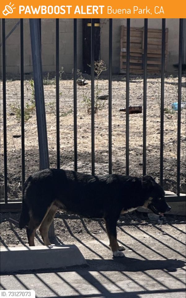 Found/Stray Unknown Dog last seen Commonwealth ave and Indiana ave, Buena Park, CA 90621