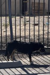 Found/Stray Unknown Dog last seen Commonwealth ave and Indiana ave, Buena Park, CA 90621