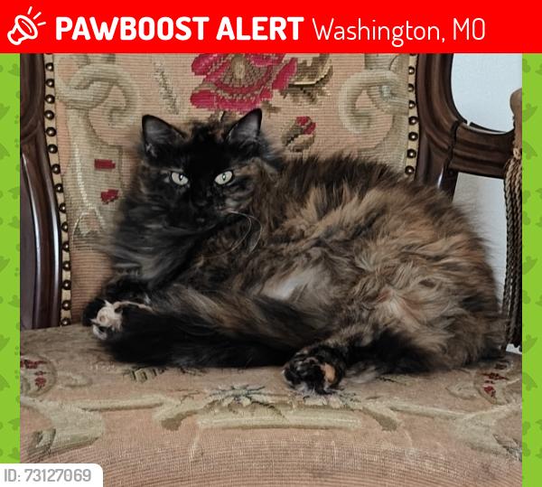 Lost Female Cat last seen 2nd St and Elm Washington Missouri, Washington, MO 63090