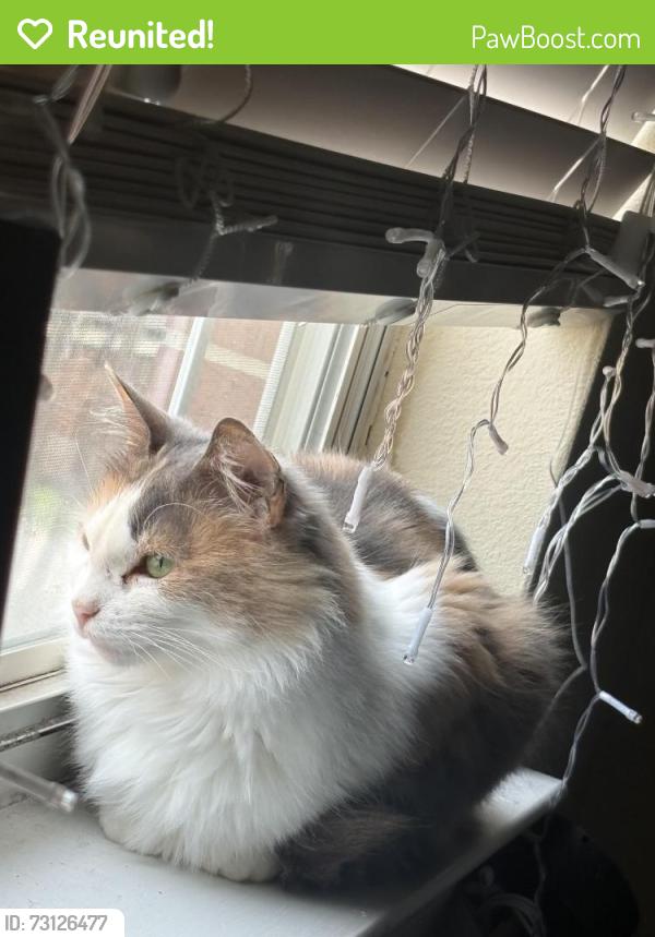 Reunited Female Cat last seen HEB, CVS, Conroe, TX 77385