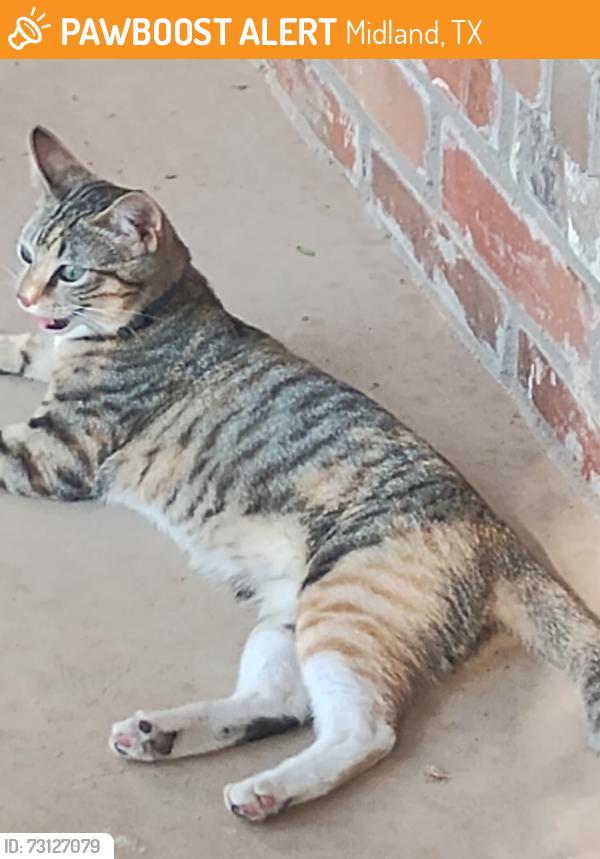 Found/Stray Unknown Cat last seen Woodhollow & Rangewood, Midland, TX 79707