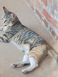 Found/Stray Unknown Cat last seen Woodhollow & Rangewood, Midland, TX 79707