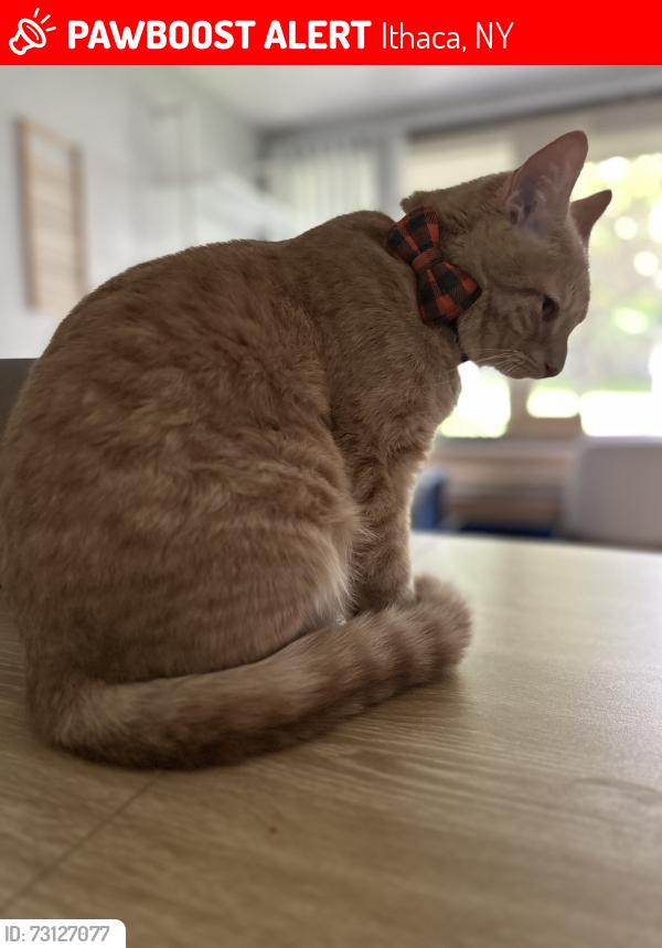 Lost Male Cat last seen Walnut and Vine Street (by rec way), Ithaca, NY 14850