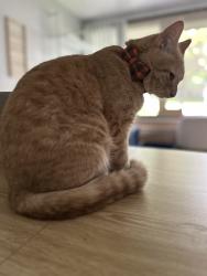 Lost Male Cat last seen Walnut and Vine Street (by rec way), Ithaca, NY 14850