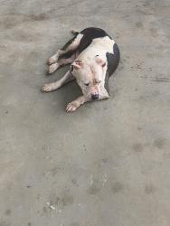 Found/Stray Male Dog last seen Bandera rd, San Antonio, TX 78228