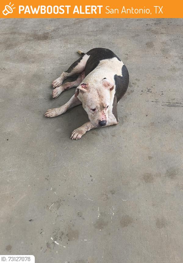 Found/Stray Male Dog last seen Bandera rd, San Antonio, TX 78228