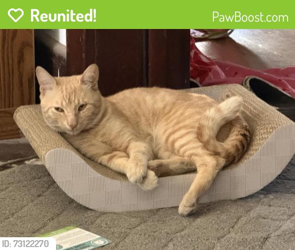 Reunited Male Cat last seen North Emily St and E Cypress St, Anaheim, CA 92805