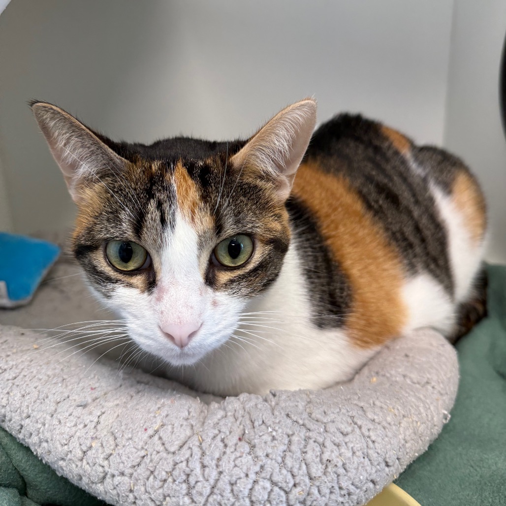 Shelter Stray Female Cat last seen , 8020 Washington St, Port Richey, FL 34668, USA