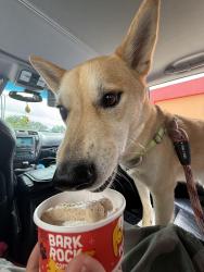 Reunited Male Dog last seen northwest crossing Elementary, San Antonio, TX 78250