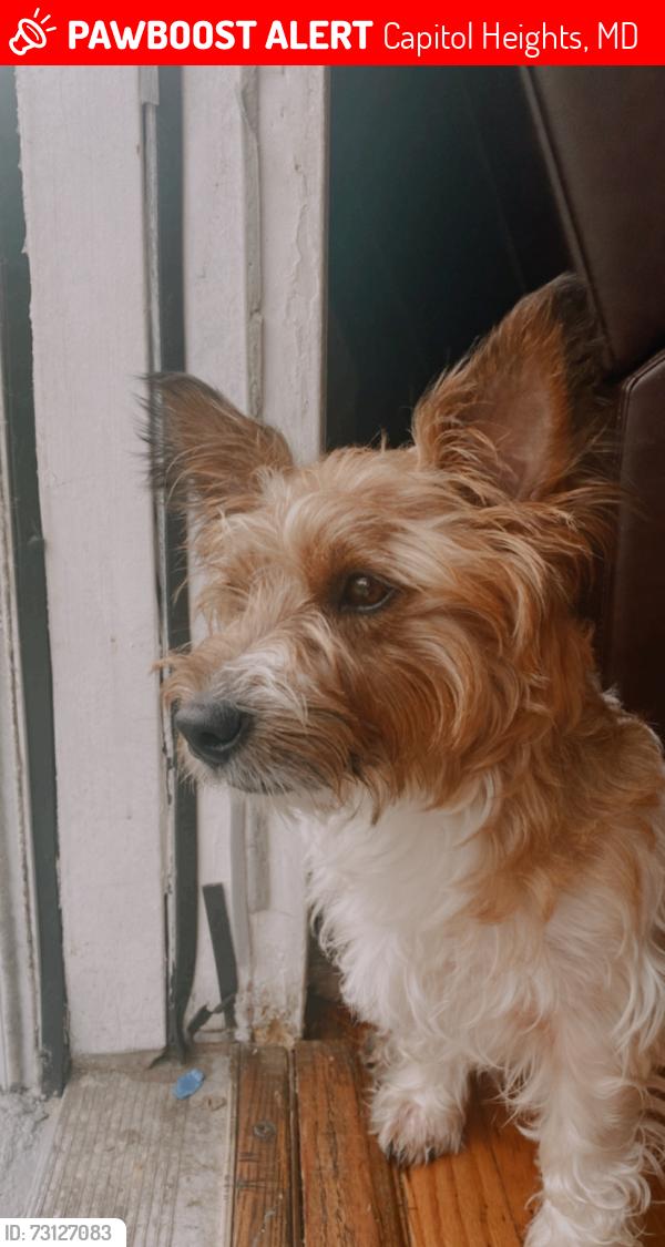 Lost Male Dog last seen Capitol Heights MD, Capitol Heights, MD 20743