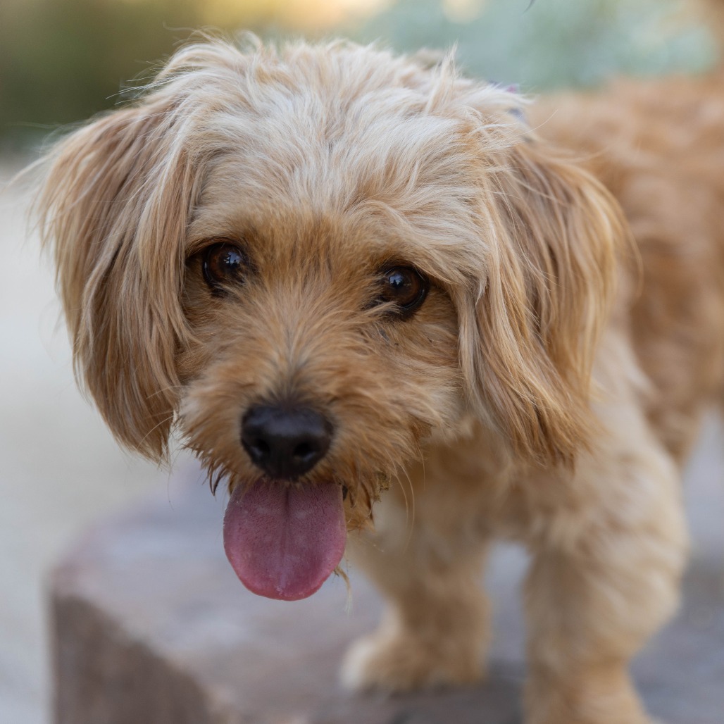 Shelter Stray Male Dog last seen , 4575 E Mesquite Ave, Palm Springs, CA 92264, USA