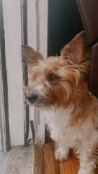 Lost Male Dog last seen Capitol Heights MD, Capitol Heights, MD 20743