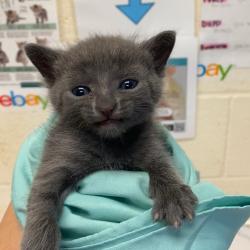 Shelter Stray Female Cat last seen , 2350 Appling City Cove, Memphis, TN 38133, USA