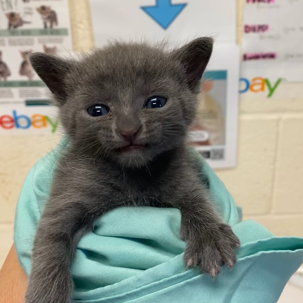 Shelter Stray Female Cat last seen , 2350 Appling City Cove, Memphis, TN 38133, USA