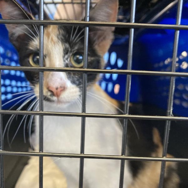 Shelter Stray Female Cat last seen , 12910 Yukon Ave, Hawthorne, CA 90250, USA