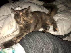 Lost Female Cat last seen Kay Jay Ln and Main Street, Lakeside, CA 92040