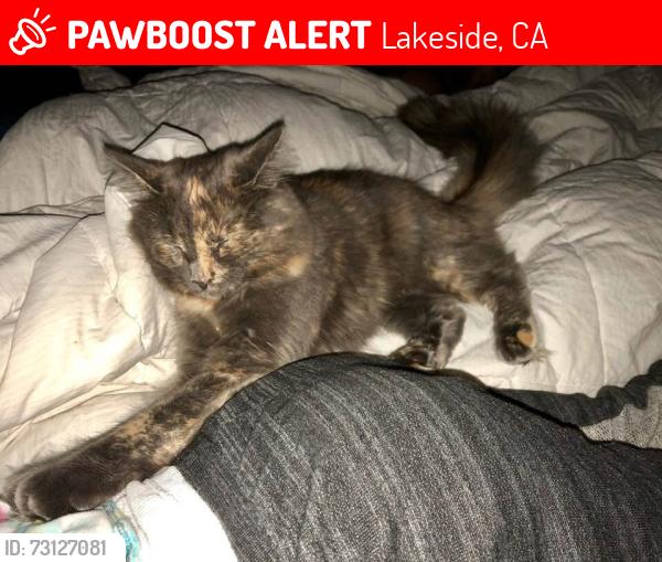 Lost Female Cat last seen Kay Jay Ln and Main Street, Lakeside, CA 92040