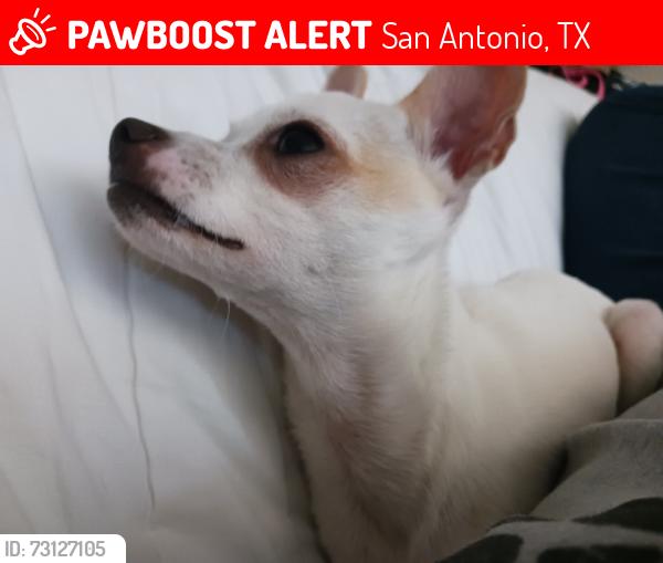 Lost Female Dog last seen El Sendero, El Simpatico St, San Antonio, TX 78233
