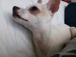 Lost Female Dog last seen El Sendero, El Simpatico St, San Antonio, TX 78233