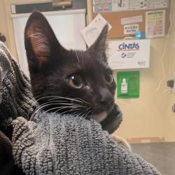 Shelter Stray Female Cat last seen , 361 S Raymond Ave, Pasadena, CA 91105, USA