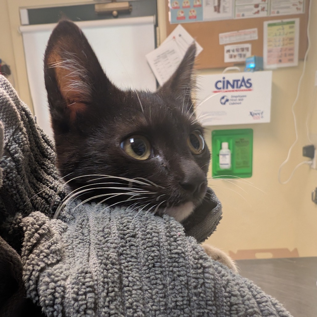 Shelter Stray Female Cat last seen , 361 S Raymond Ave, Pasadena, CA 91105, USA