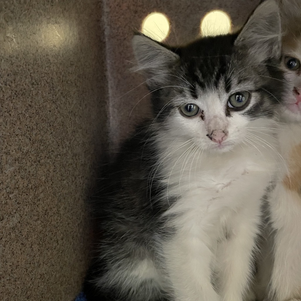 Shelter Stray Female Cat last seen , 361 S Raymond Ave, Pasadena, CA 91105, USA