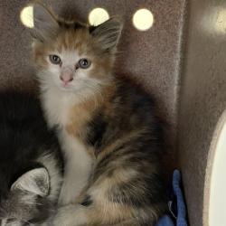 Shelter Stray Female Cat last seen , 361 S Raymond Ave, Pasadena, CA 91105, USA
