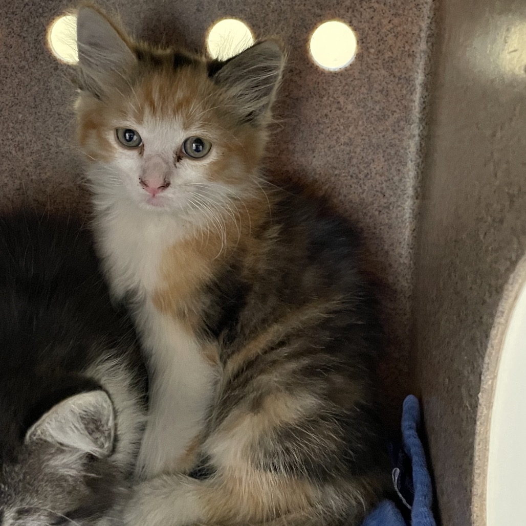 Shelter Stray Female Cat last seen , 361 S Raymond Ave, Pasadena, CA 91105, USA