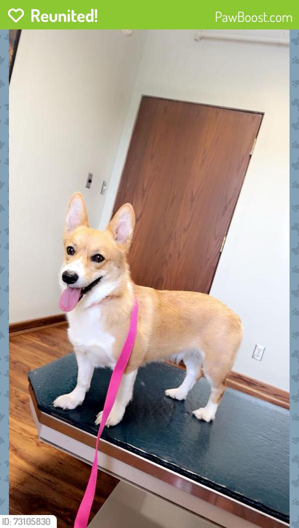 Reunited Female Dog last seen Fairview Ball Field, Petrolia, PA 16050