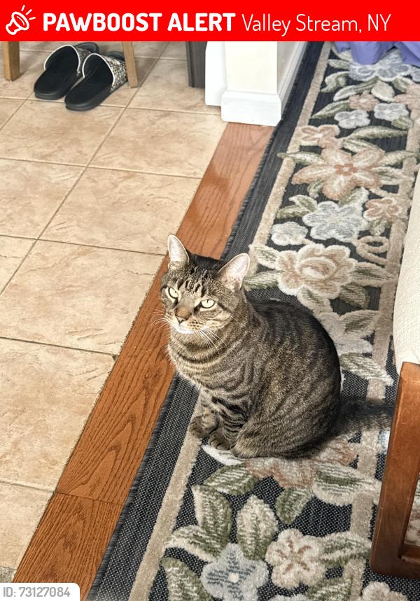 Lost Male Cat last seen Wheeler Ave valley stream NY 11580, Valley Stream, NY 11580