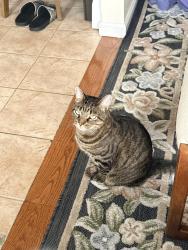 Lost Male Cat last seen Wheeler Ave valley stream NY 11580, Valley Stream, NY 11580