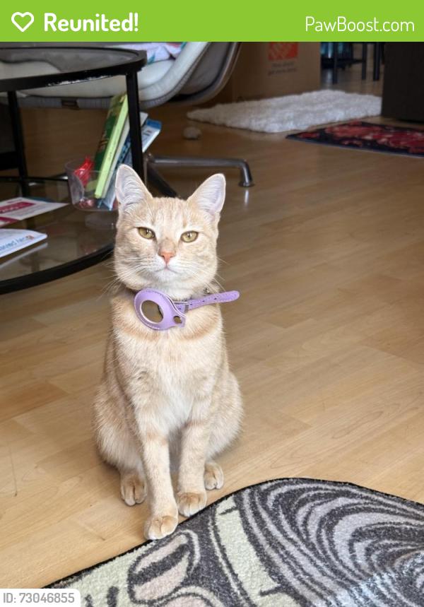 Reunited Female Cat last seen Camden Av & Bradford way (Butcher park), San Jose, CA 95124