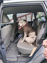 Found/Stray Male Dog last seen Bat cave road, Cedar Creek Rd, NC 28746