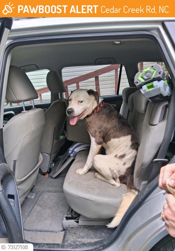 Found/Stray Male Dog last seen Bat cave road, Cedar Creek Rd, NC 28746