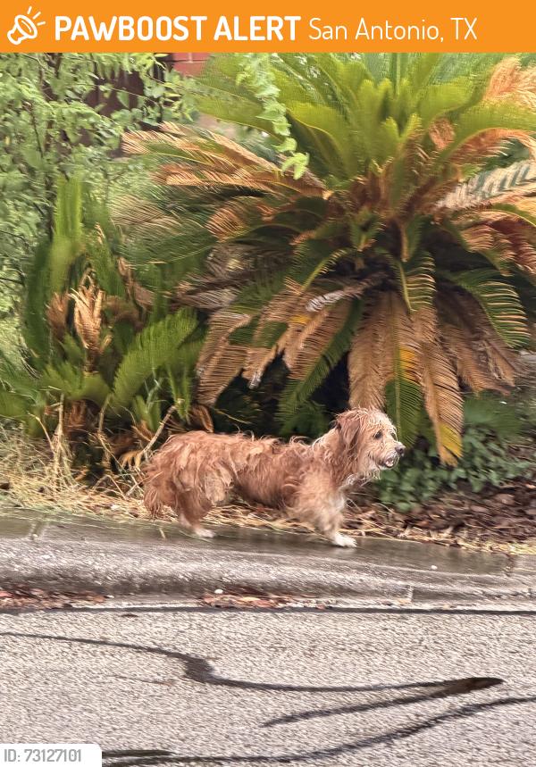 Found/Stray Unknown Dog last seen Eckhert and Heubner, San Antonio, TX 78240