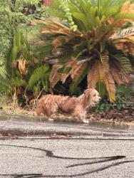 Found/Stray Unknown Dog last seen Eckhert and Heubner, San Antonio, TX 78240