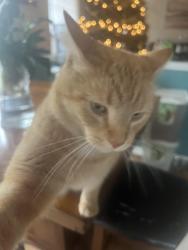 Reunited Male Cat last seen Needle ridge lane, Brownsburg, IN 46112