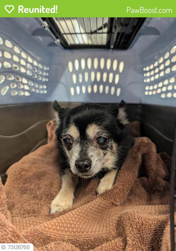 Reunited Male Dog last seen McAdoo and willow bridge drive, Folsom, CA 95630