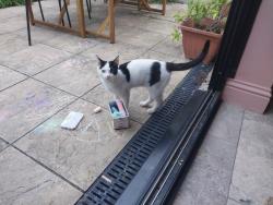 Found/Stray Female Cat last seen Plumstead Common, Greater London, England SE18