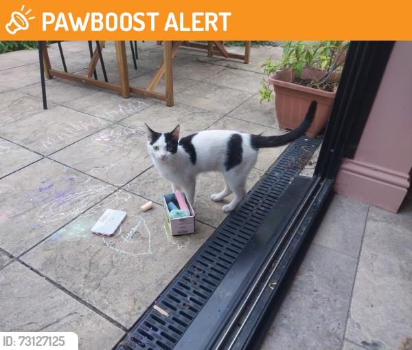 Found/Stray Female Cat last seen Plumstead Common, Greater London, England SE18