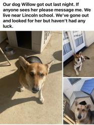 Lost Female Dog last seen Lincoln Elementary, Reedley, CA 93654