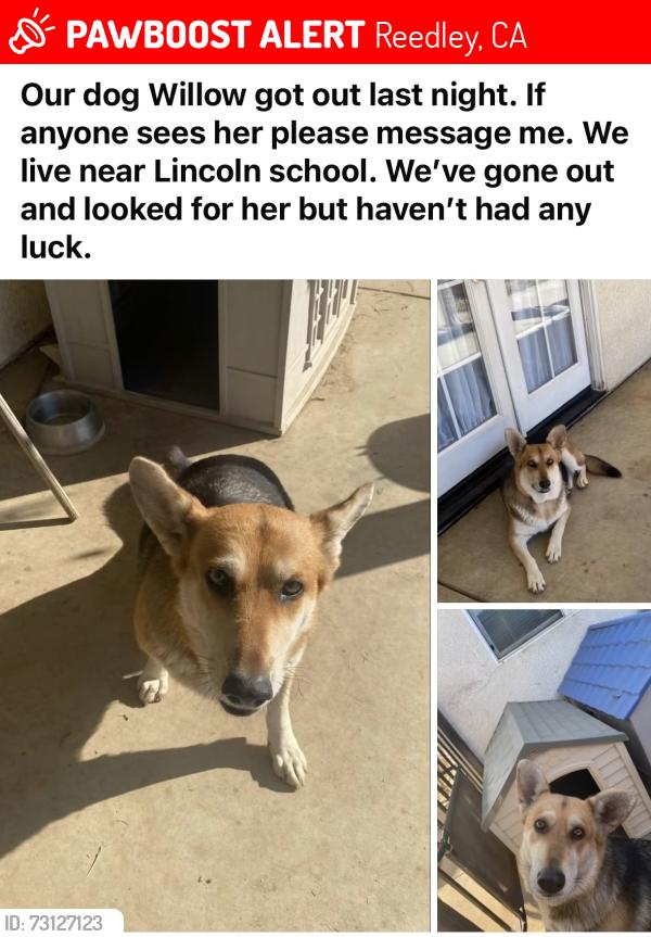 Lost Female Dog last seen Lincoln Elementary, Reedley, CA 93654